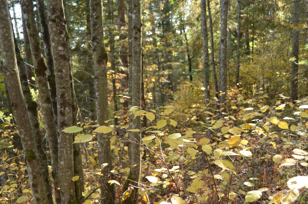 Friendsgiving at the Cottage \\ Sophster-Toaster Blog