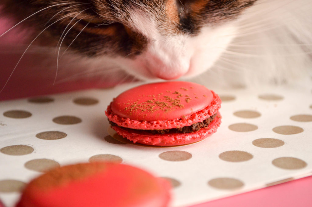 Chocolate Chili Macarons | Sophster-Toaster Blog